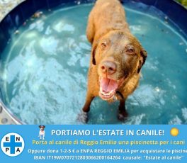 La chiamata di Enpa: “Portiamo l’estate in canile!”