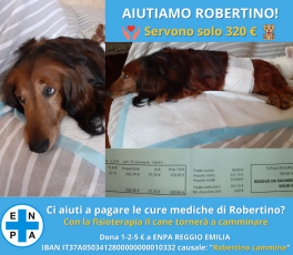 Il cane Robertino può tornare a camminare ma serve l’aiuto di tutti