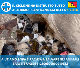 Enpa Reggio Emilia si mobilità per salvare gli animali feriti dal ciclone Apollo in Sicilia