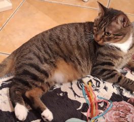 Leon il gatto senza un occhio: le adozioni del cuore di Enpa Reggio Emilia