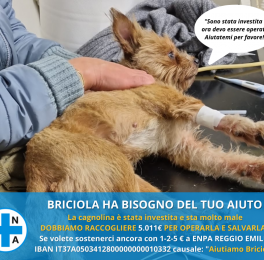 La cagnetta Briciola ha bisogno di 5.000 euro per salvarsi