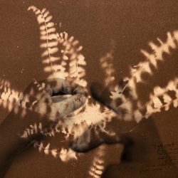 "Herbarium. I fiori sono rimasti rosa" fra arte, fotografia e fragilità