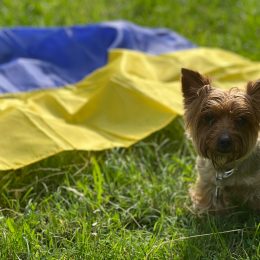 600 euro per aiutare Keks, il cagnolino arrivato a Reggio dall’Ucraina