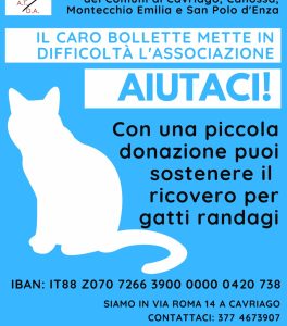 Una raccolta fondi per sostenere il ricovero per gatti randagi di Cavriago, Canossa, Montecchio e San Polo