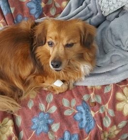 ENPA ringrazia: “In 5 giorni raccolti i fondi necessari per curare il cagnolino Forty”