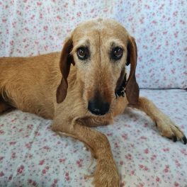 ENPA: la cagnolina Carlotta ha bisogno di 1.900 euro per tornare a camminare