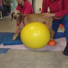 Obiettivo raggiunto per la cagnolina Carlotta. Con le cure mediche tornerà a camminare