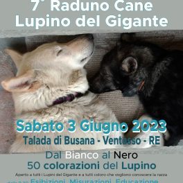 Settimo raduno del Cane Lupino del Gigante