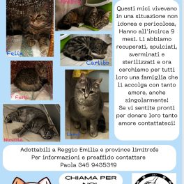 Gattini in cerca di adozione a Reggio e dintorni