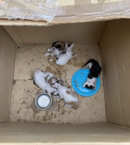 Abbandono sistematico di gattini a Castelnovo Monti