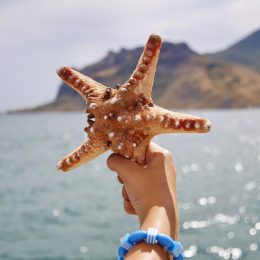 Starfish 4789659 1920