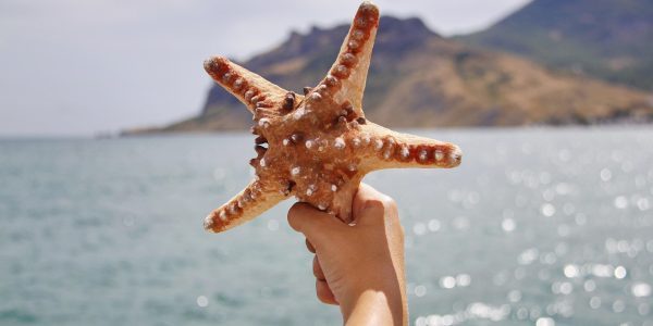 Starfish 4789659 1920