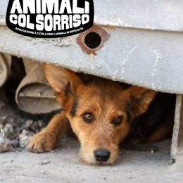 Animali col Sorriso lancia una raccolta fondi per creare un rifugio e un camper dedicati al salvataggio di animali in pericolo