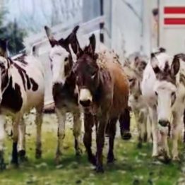 Sei asinelli salvati dall’asta giudiziaria: il lieto fine grazie a Enpa di Reggio Emilia