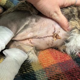 Raccolta fondi di Enpa per Ginetta, gattina investita in appennino