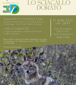 “Lo sciacallo dorato: una nuova presenza in pianura”: incontro pubblico a Reggio Emilia