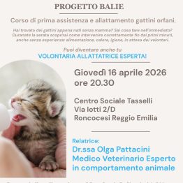 Progetto Balie: corso per assistere e allattare gattini orfani